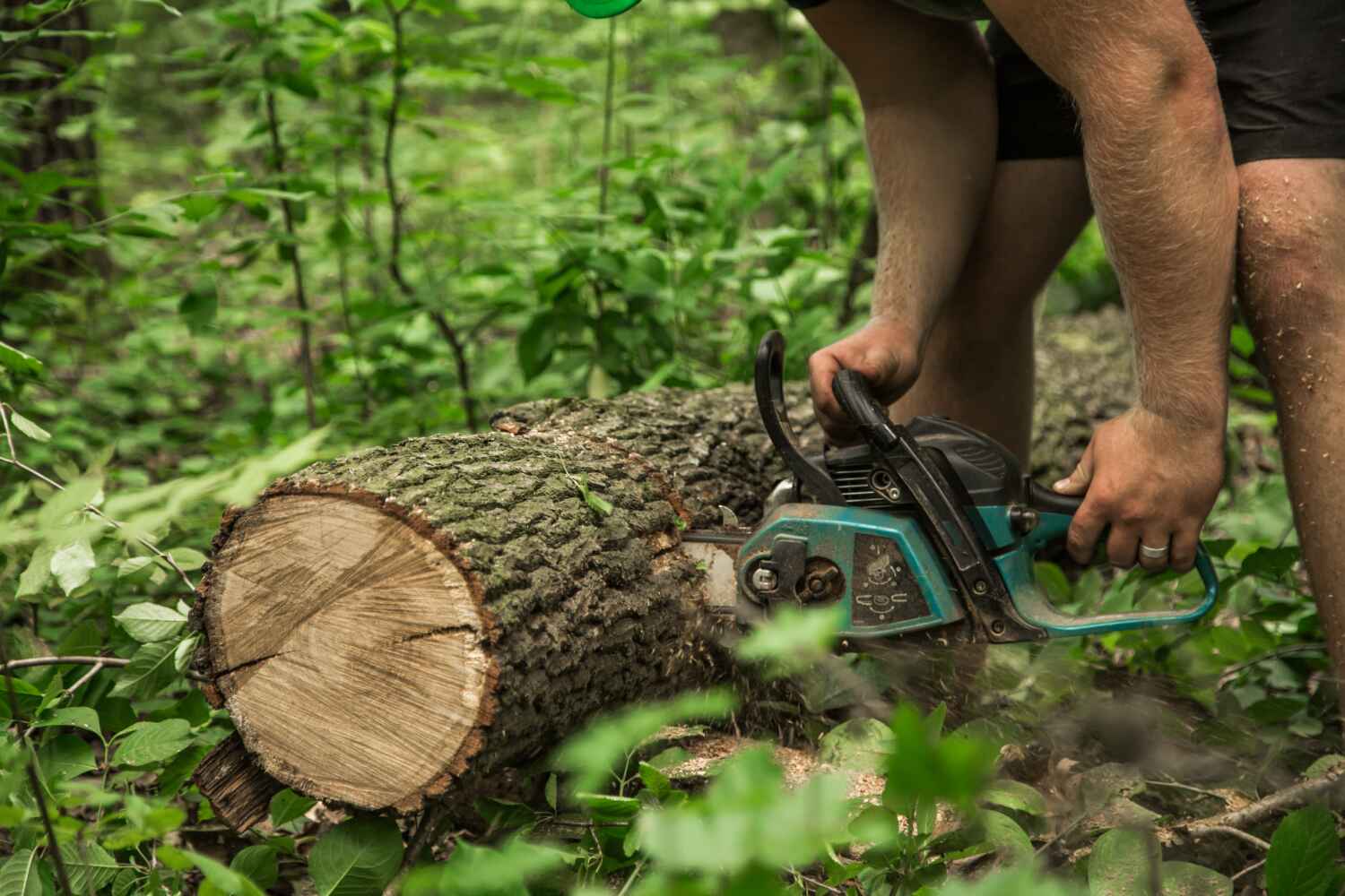 Best Tree Cutting Near Me  in Sugarmill Woods, FL